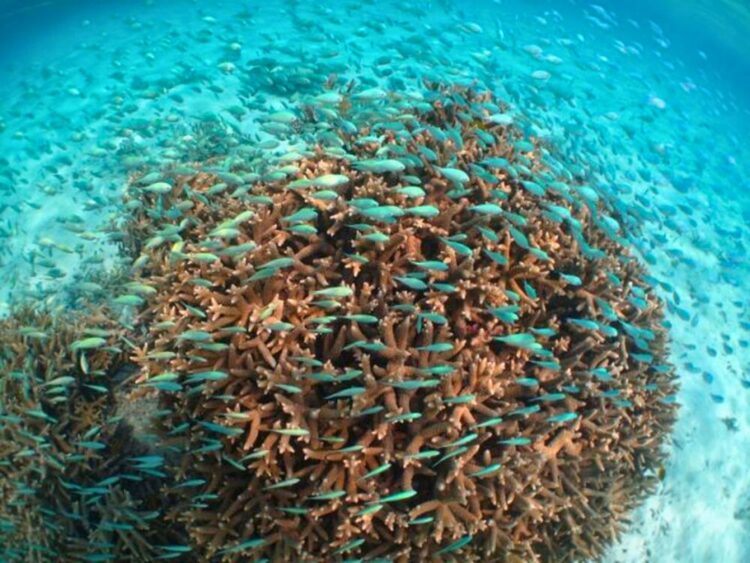 石垣島 海中 サンゴ 熱帯魚