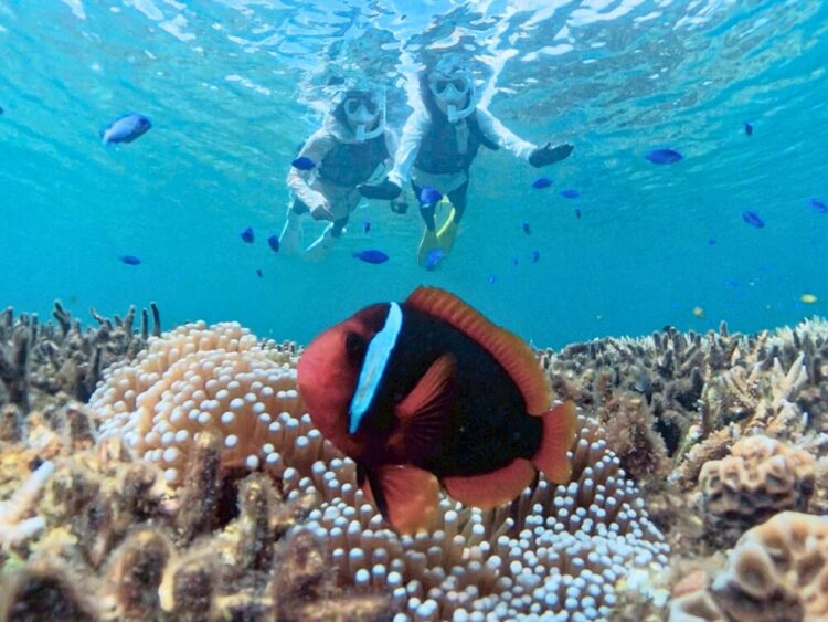 石垣島　青の洞窟　シュノーケル　ツアー