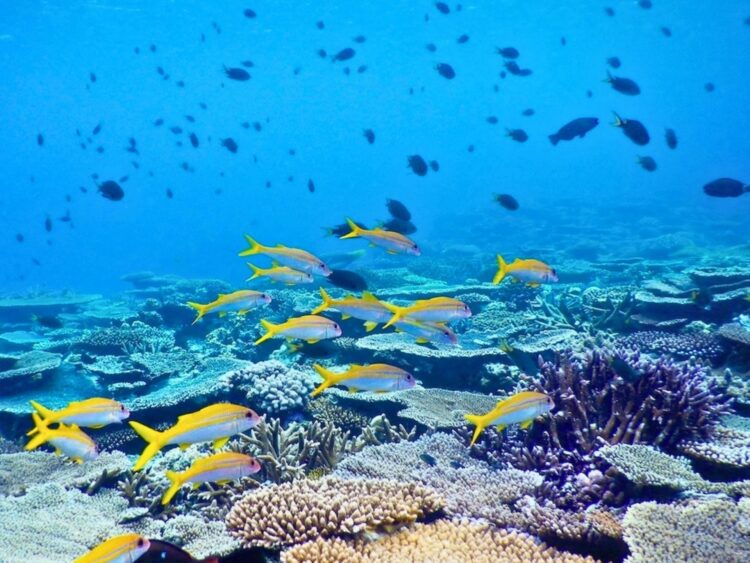 伊是名島　シュノーケル　魚　サンゴ