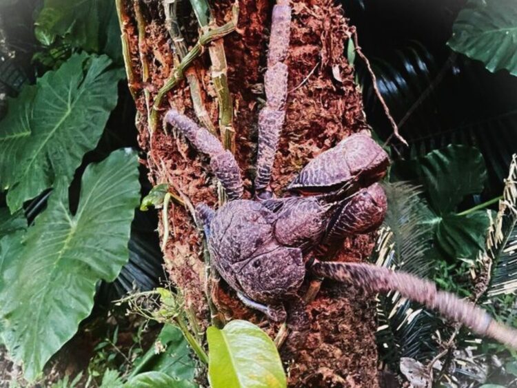 石垣島　ナイトツアー　ヤシガニ