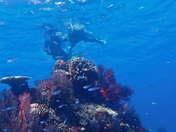 黒島　新城島　シュノーケル