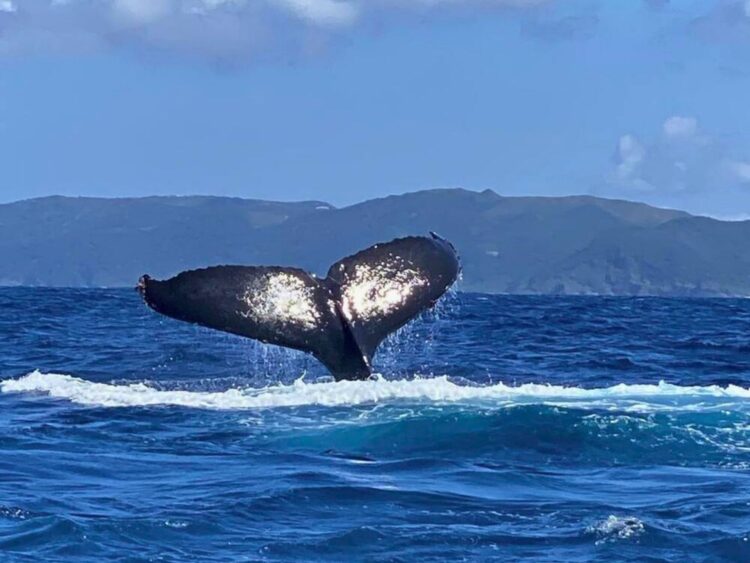 座間味島　冬　ホエールウォッチング