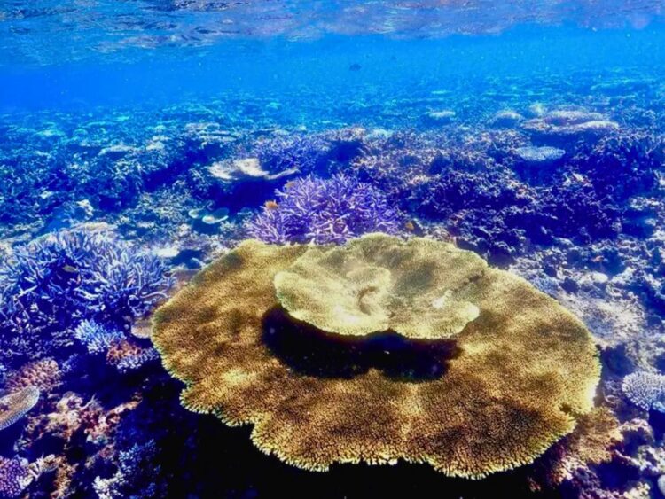 宮古島　八重干瀬　やびじ