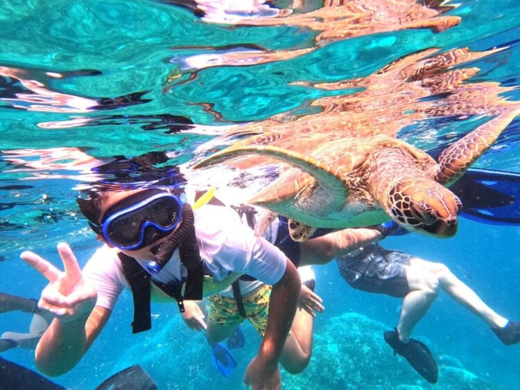 石垣島 青の洞窟 シュノーケル ウミガメ 子ども