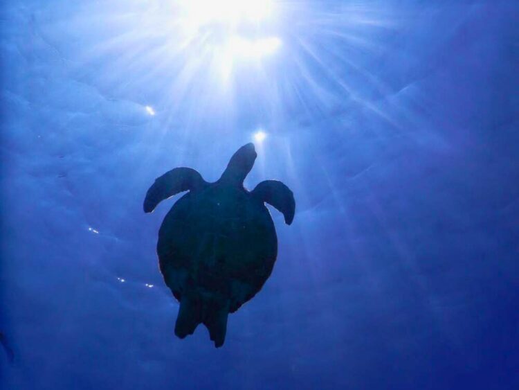 宮古島　パンプキンホール　ウミガメ　シュノーケル
