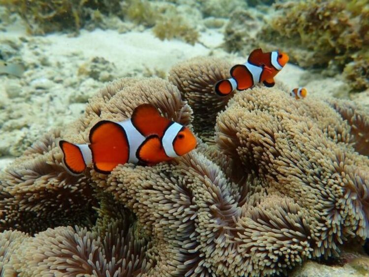 石垣島 春休み マリンアクティビティ
