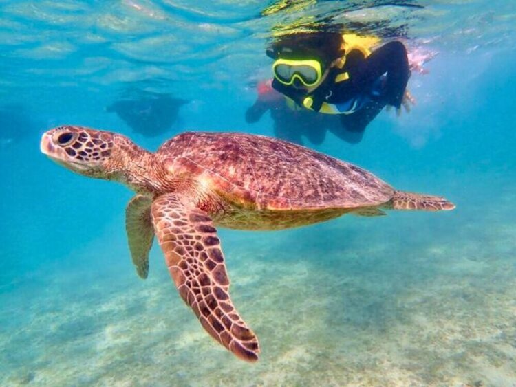 宮古島 ユニの浜 上陸 ツアー ウミガメ シュノーケル