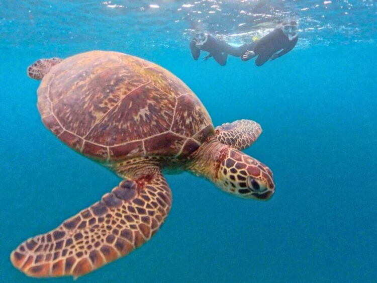 石垣島　青の洞窟　ウミガメ　シュノーケル　ツアー