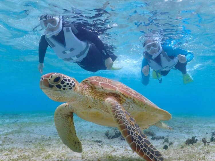 宮古島　シュノーケル　ウミガメ