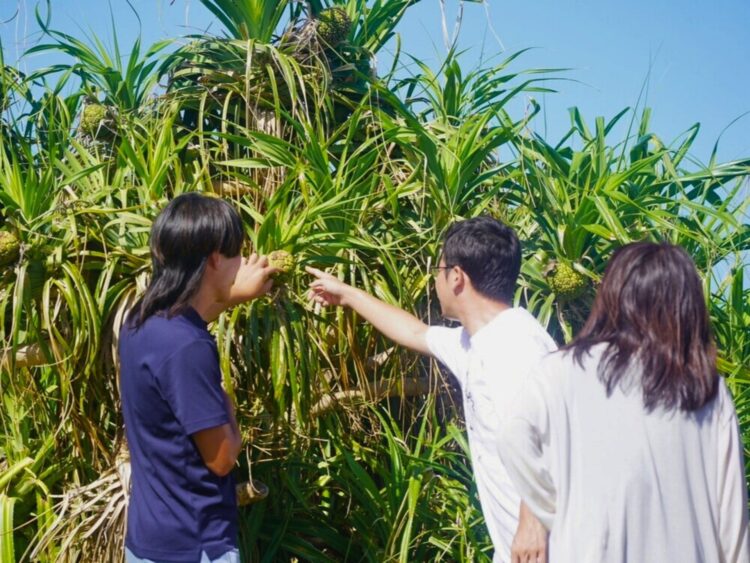 与那国島 日帰り ツアー