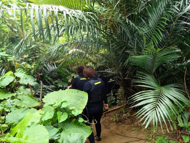 石垣島　青の洞窟　ジャングル