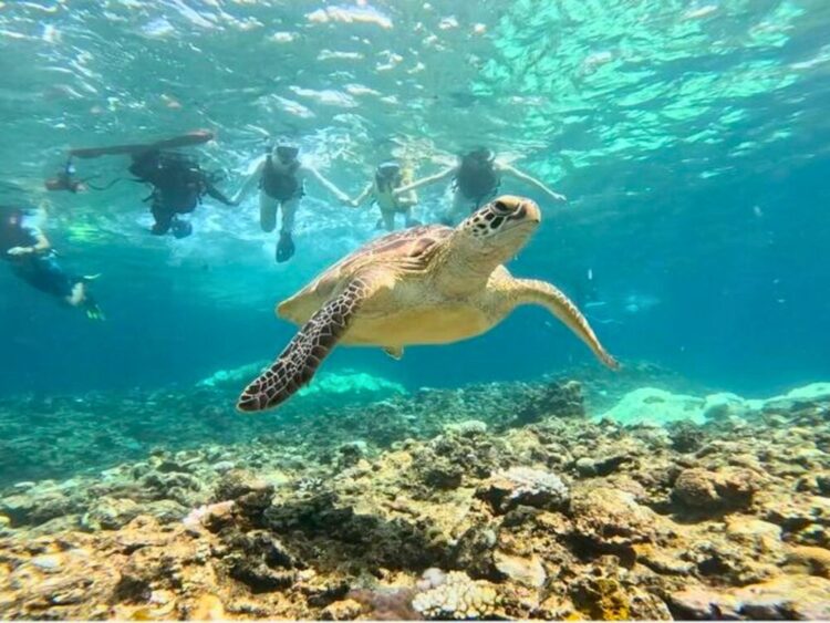石垣島　シュノーケル　ウミガメ