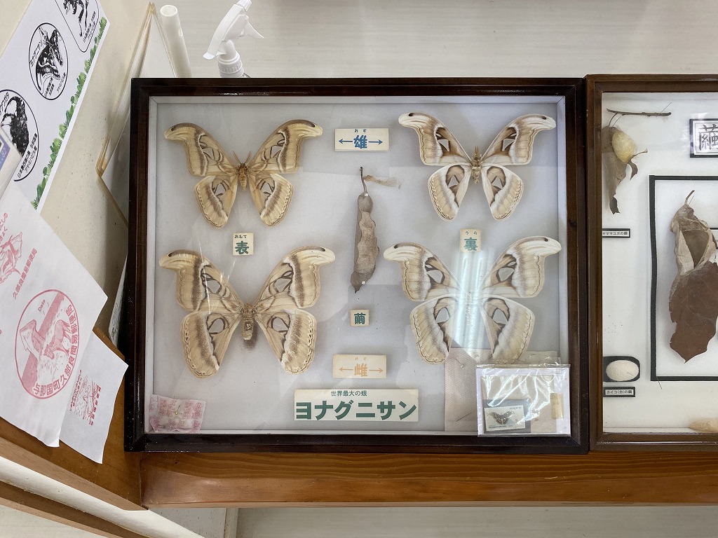 【与那国島】世界最大の蛾「ヨナグニサン」を見るならアヤミハビル館へ！ | しまたび｜沖縄の離島 アクティビティ＆体験予約・観光情報