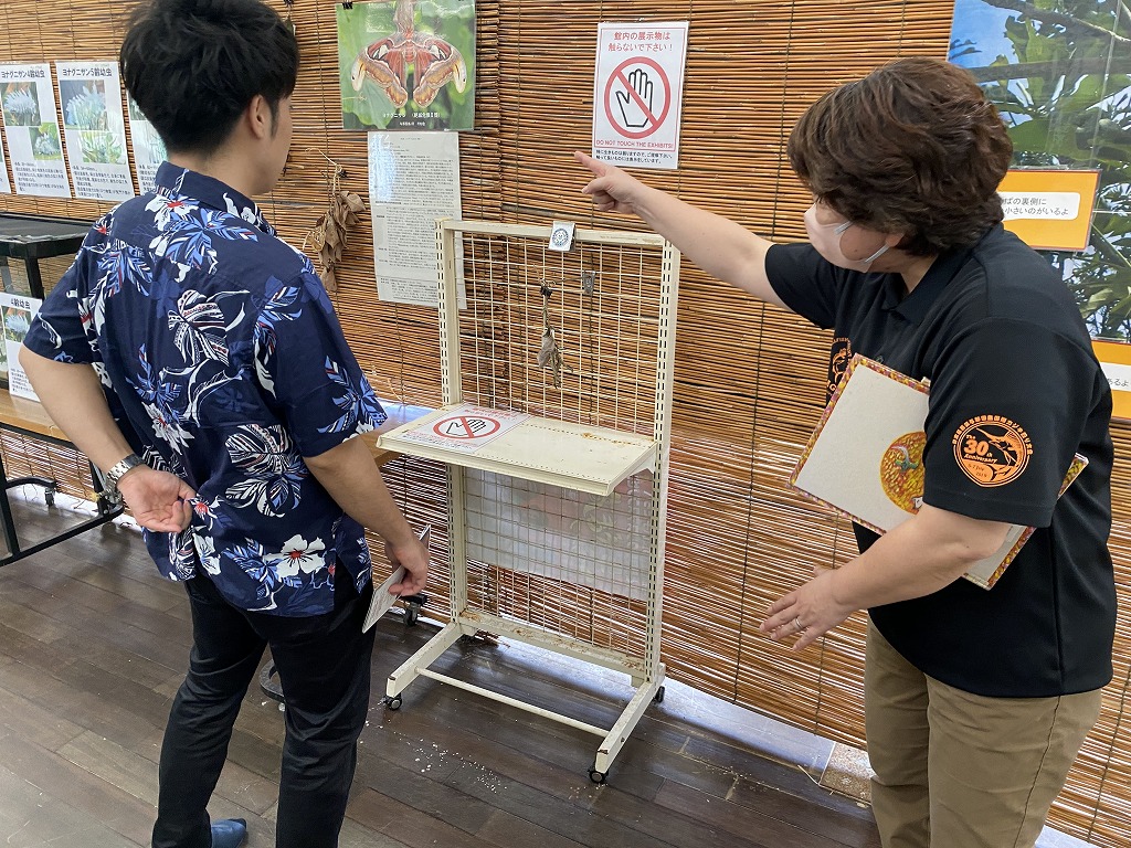 【与那国島】世界最大の蛾「ヨナグニサン」を見るならアヤミハビル館へ！ | しまたび｜沖縄の離島 アクティビティ＆体験予約・観光情報