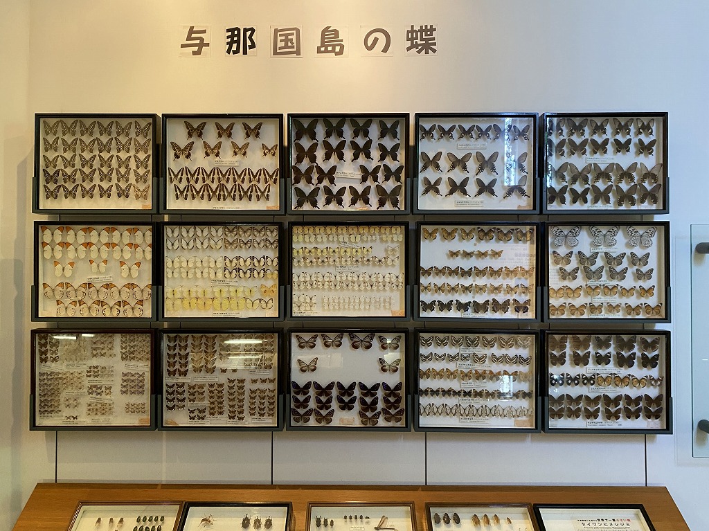【与那国島】世界最大の蛾「ヨナグニサン」を見るならアヤミハビル館へ！ | しまたび｜沖縄の離島 アクティビティ＆体験予約・観光情報