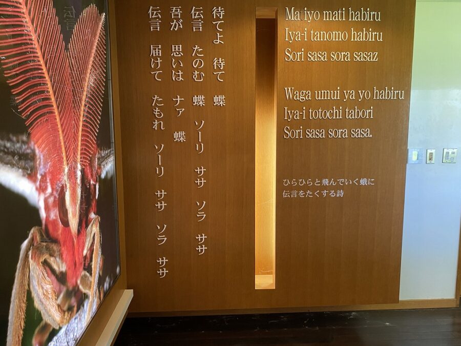 【与那国島】世界最大の蛾「ヨナグニサン」を見るならアヤミハビル館へ！ しまたび｜沖縄の離島 アクティビティ＆体験予約・観光情報