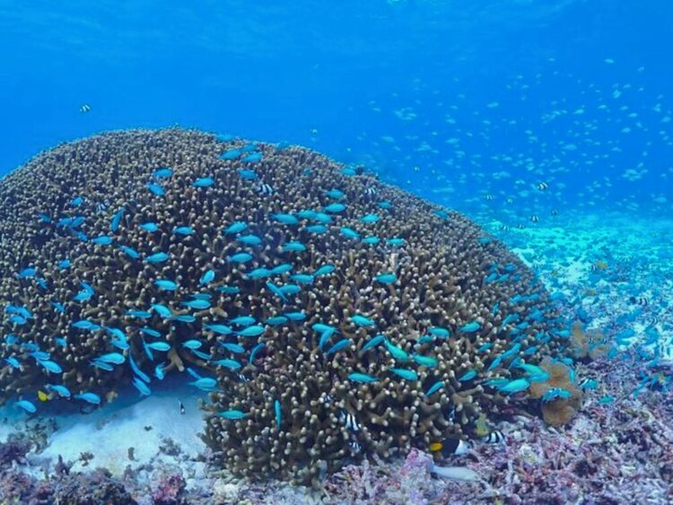 宮古島　海中　サンゴ　魚