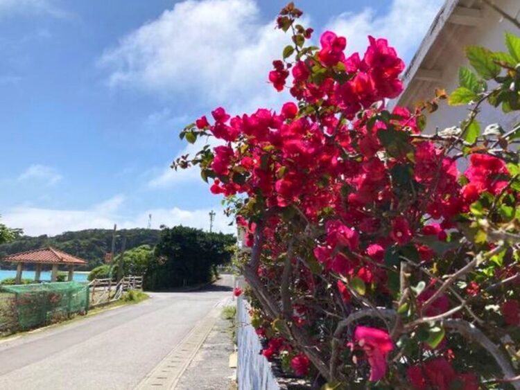 阿嘉島 集落 ブーゲンビリア