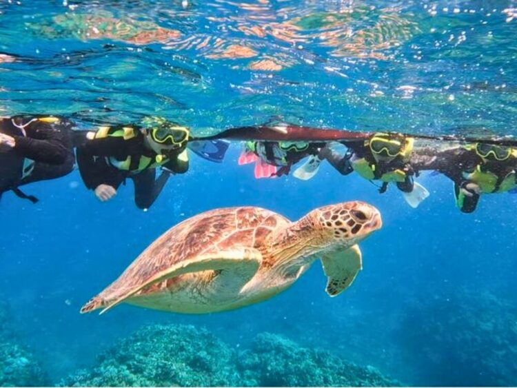 石垣島　シュノーケル　ツアー　ウミガメ