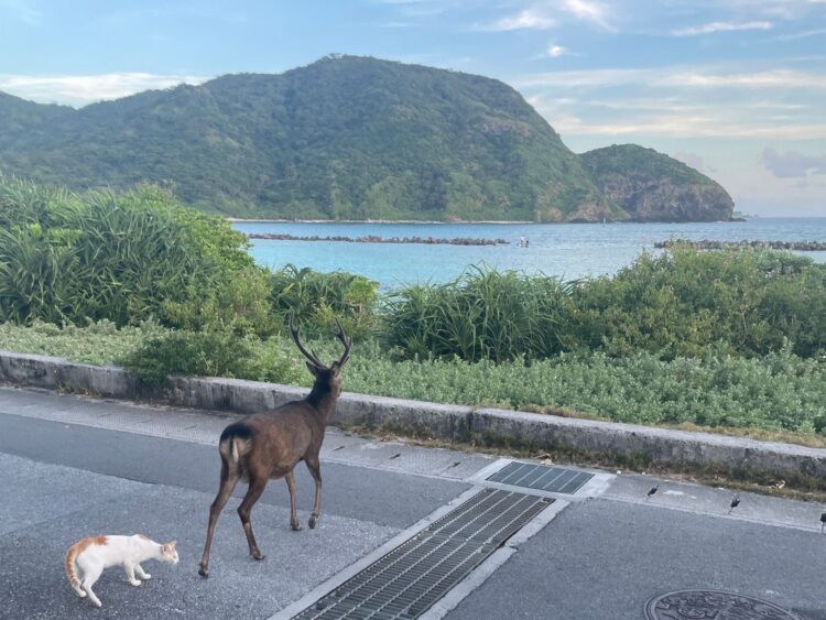 阿嘉島 ケラマジカ