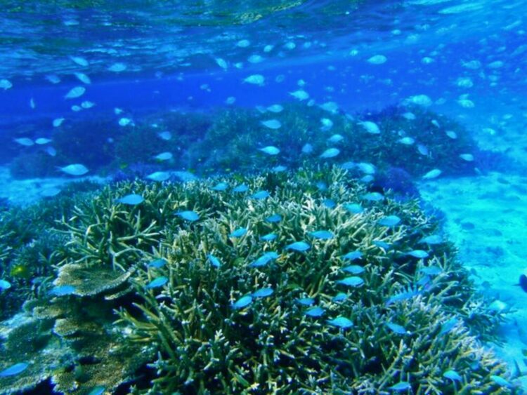 石垣島　海中　熱帯魚