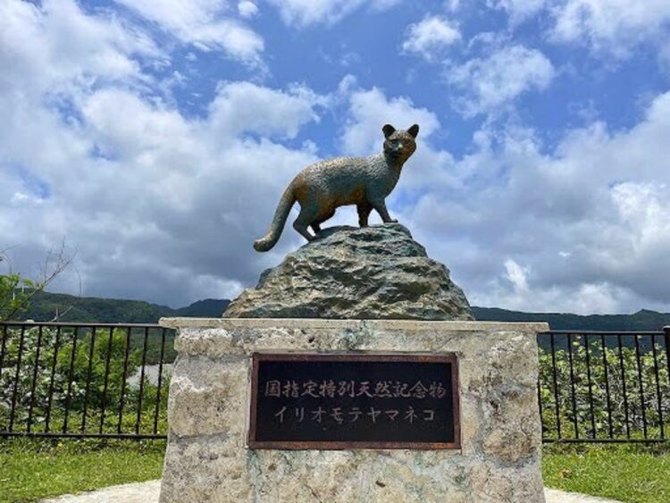 西表島 イリオモテヤマネコ